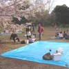  今年最後の花見in砧公園