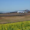 12月に高松空港は菜の花が満開？