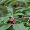 和宏さんの花巡礼「立花」　蟬の声