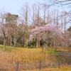 赤塚公園の桜～つくば市とその周辺の風景写真案内（１００７） 