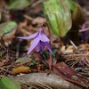 早春の山野草