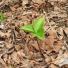 Season of Fresh Green Leaves