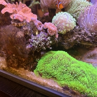 スターポリプが侵食2 - 淡水海水30cm生活