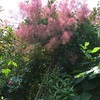 今朝の庭・・・スモークツリー咲いてラヴェンダーは蕾