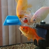 さっそく四匹でもぐもぐバスケット