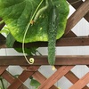まっすぐだ