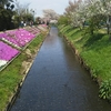 伊勢原渋田川の芝桜が見頃です