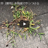 【実験】コンクリートのすき間から生えてくる根性草(雑草)を熱湯でやっつける !