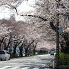 桜祭りは今年も中止