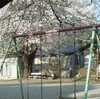 穴山の桜（Apr. 14, 2011）