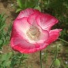 ひなげしの花