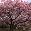 春を感じる伊豆の旅②～河津桜まつり～