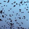 じじぃの「鳥の群れ・動物や雲が地震を予知する？ニセ科学を10倍楽しむ本」