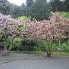 鎌倉　八重桜