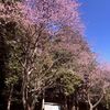 八幡神社の大寒桜・・