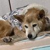 最近凝っていることは