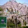 京都御苑・皇宮警察本部・出水の糸桜