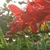 週末の花
