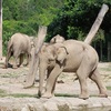 コタキナバル～象への餌やり＠ロッカウィ・ワイルドライフ・パーク (永遠の場所 14)