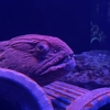 沼津港深海水族館で深海の生き物たちと目が合う
