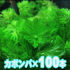 (水草)カボンバ　金魚藻＜100本＞【水槽/熱帯魚/観賞魚/飼育】【生体】【通販/販売】【アクアリウム】