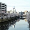 大岡川桜見物