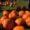 トロントのハロウィン🎃