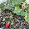 イチゴ🍓とストック🌸