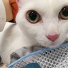 猫(=^・^=)が脱水して、干柿になるとこんな感じ！