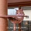 雨田甘夏、丸見えです。【猫とスケルトンと待望事情】