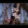 安曇野　【春】が来た　桜　　白馬方面