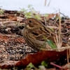 日本　冬の自宅隣の野鳥たち