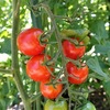 ミニトマト