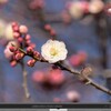 梅の花を撮る（2022年の１９)曇りと雨のあと