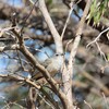 オジロセンニョムシクイ(Western Gerygone)