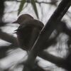 雨が降ってもヘッチャラ野鳥たち