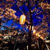 長岡福島江の夜桜が満開！ぼんぼりの灯りに照らされて