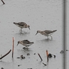 ２０２２年１０月　ふなばし三番瀬海浜公園と、稲敷のハス田にて野鳥観察。その２（稲敷のハス田）。（アルパインツアーサービスの日帰り野鳥観察バスツアーに参加）