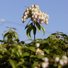 Sat.　馬酔木・木の花３種