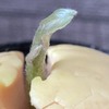 94日目：カナヘビの顔に見える！