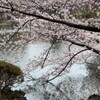 水辺の桜