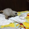 いきなり。