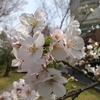 【桜便り】市ヶ谷・外濠公園