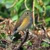 公園の野鳥達（２月11日）ルリビタキ