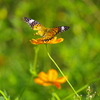 キアゲハ蝶とキバナコスモス