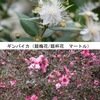 ギンバイカ（銀梅花）とギョリュウバイ（御柳梅）　ともに，フトモモ目 Myrtales，フトモモ科 Myrtaceae の植物．フトモモ科？  あまり聞いたことがないのですが，よく知られた植物がかなり属しています．オールスパイス（ピメンタ属/オールスパイス属)，  グアバ（バンジロウ属），  チョウジ（フトモモ属），  ユーカリ（ユーカリ属）．花々の画像をお借りし，最近のフトモモ科の系統樹を掲載します．「梅/梅花の名前が付けられた植物」10