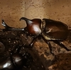 【我が家のカブトムシ】４代目から第５世代へ！命のバトンをつなぐ我が家の夏