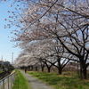 見沼の春風景