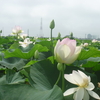 梅雨空の中、「森川花はす田」と「立田ふれあいの里」に行ってきました