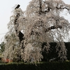 面野井の枝垂れ桜・・